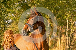 A brown horse head, with a bridle, woman next to the horse, in the autumn evening sun