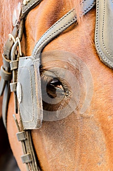 Brown horse head close up