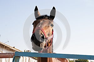 Brown horse head close-up looks down to the camera on a farm against the sky