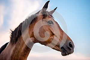 Brown horse head close up with a sad look on a blue sky