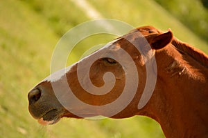 Brown horse head closeup
