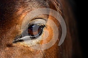 Brown horse head eyes. A closeup portrait of the face of a horse