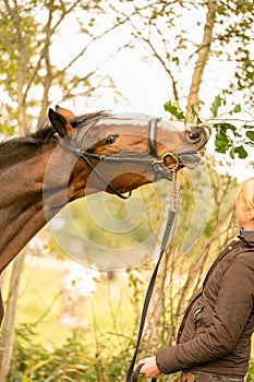 A brown horse head, horse is funny, in the autumn evening sun