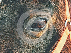 Brown horse head. Horse walks in farm