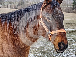 Brown horse head. Horse walks in farm