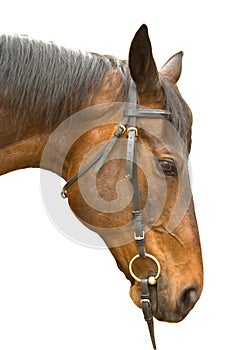 Brown horse head isolated