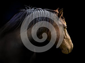 Brown horse head isolated on black background. A closeup portrait of the face of a horse