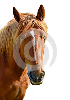 Brown horse head isolated on the white background. A closeup portrait of the face of a horse