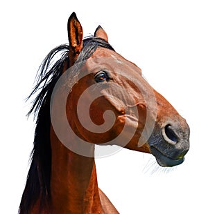 Brown horse head isolated on the white background. A closeup portrait of the face of a horse