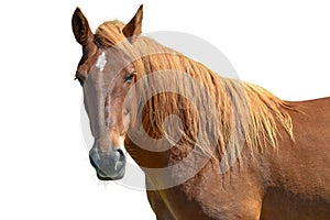Brown horse head isolated on white background. A closeup portrait of the face of a horse