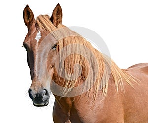 Brown horse head isolated on white background. A closeup portrait of the face of a horse