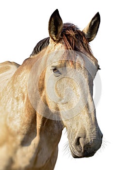 Brown horse head isolated on white background. A closeup portrait of the face of a horse