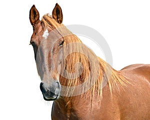 Brown horse head isolated on white background. A closeup portrait of the face of a horse