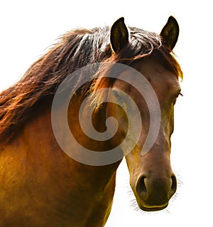 Brown horse head isolated on white. A closeup portrait of the face of a horse