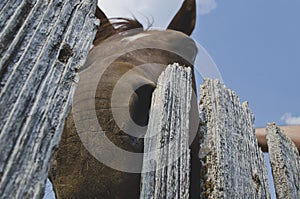 Brown horse head looking through the wooden fence