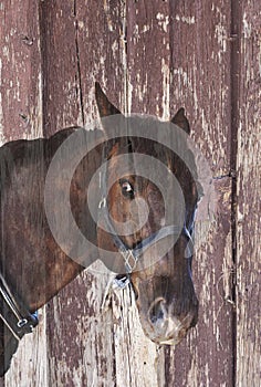 Brown horse head looks at you with old wood barn behind. Text message space.