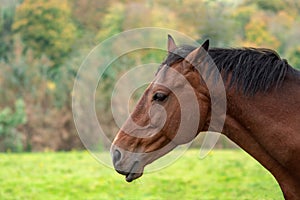 Brown Horse Head and Neck in a Field