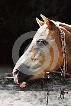 Brown horse head, outdoors rustic