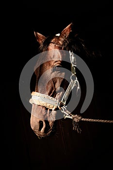 Brown horse head over black background