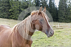 A brown horse