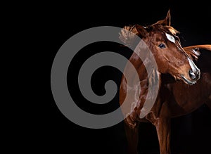 Horse portrait on black background