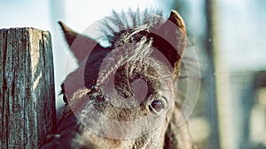 Brown horse head portrait with brown eyes close up gaze still