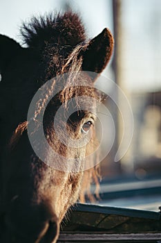 Brown horse head portrait with brown eyes close up gaze still