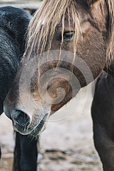 Brown horse head portrait close up