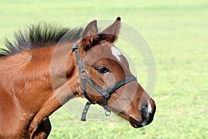 Brown horse head portrait