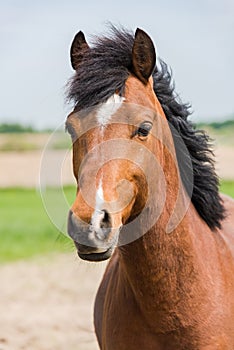 Brown horse head shoot portrait profile