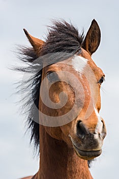 Brown horse head shoot portrait profile