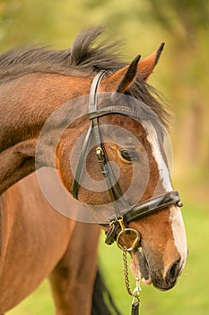 A brown horse head, in side view, in the autumn evening sun