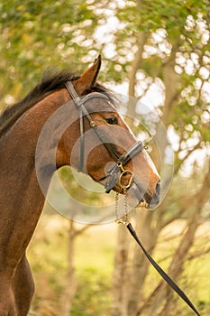 A brown horse head, in side view, in the autumn evening sun