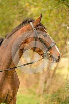 A brown horse head, in side view, in the autumn evening sun