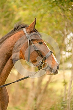 A brown horse head, in side view, in the autumn evening sun