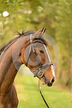 A brown horse head, in side view, in the autumn evening sun