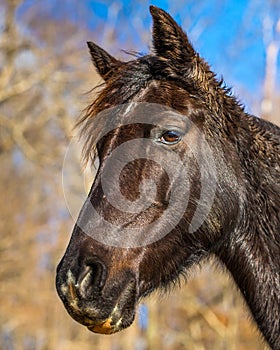 Brown horse head