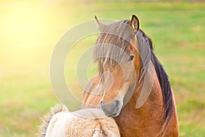 Brown Horse and Her Foal in a Green Field