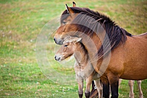 Brown Horse and Her Foal in a Green Field of Grass.