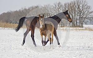 Brown horse with her foal walks in the snow
