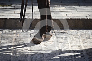 Brown horse hoofs outdoors photo