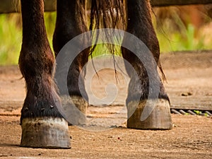 Brown horse hooves, coronet and fetlock.