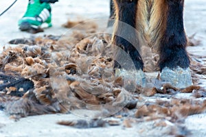 Brown Horse Hooves covered by hair during shearing