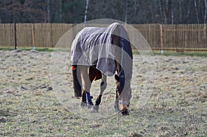 Brown horse with horse blanket eating grass on the field in winter