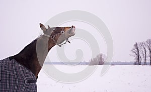 Brown horse in a horse-cloth checkered sniffing on the snowy field