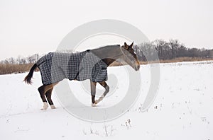 Brown horse in a horse-cloth checkered walking on the snowy field