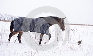 Brown horse in a horse-cloth checkered wlaking on the snowy field