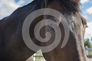 Brown horse, horse eye, muzzle close up