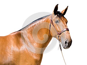 Brown horse isolated