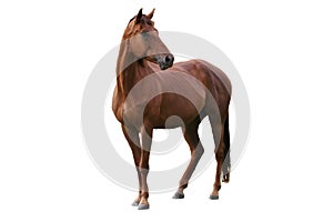 Brown Horse Isolated